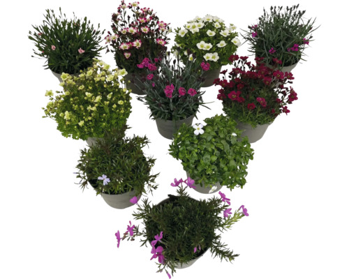 Květiny v květináčích, různé druhy