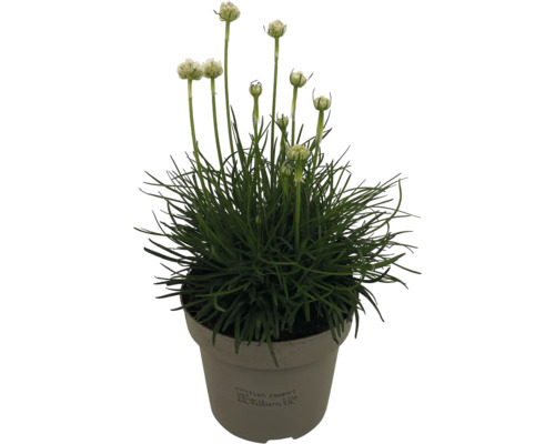 Trávnička v květináči