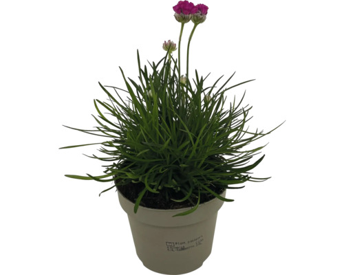 Trávnička v květináči