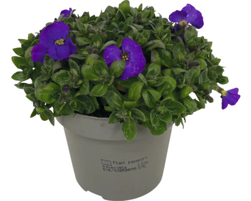 Tařička v květináči