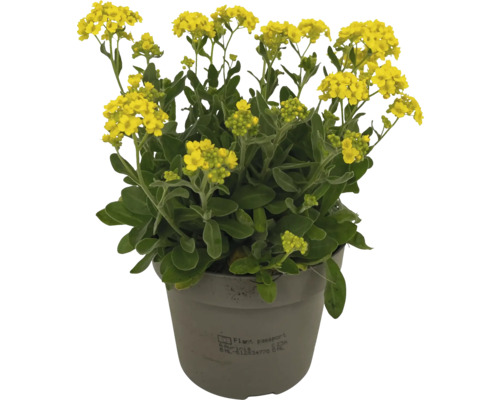 Tařička v květináči se žlutými květy