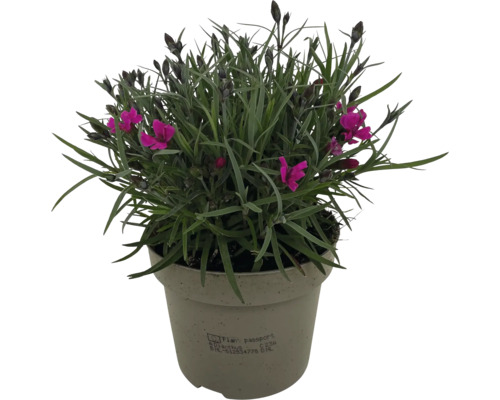 Hrnkový karafiát se zelenými listy a fialovými květy v květináči