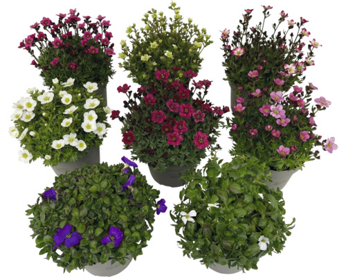 Různé kvetoucí skalničky v květináči