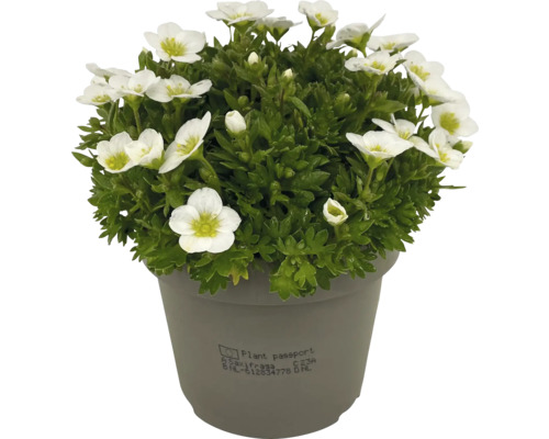 Květinový polštář Saxifraga v květináči