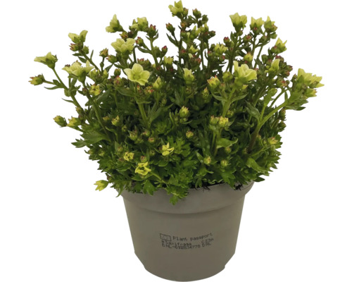 Skalnička v květináči