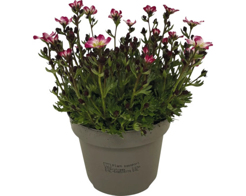 Saxifraga v květináči