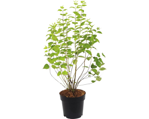 Svída v květináči