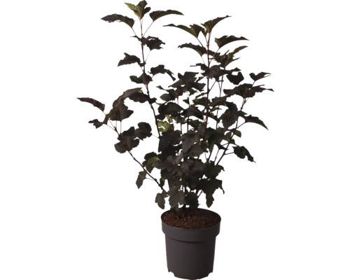 Tavola v květináči