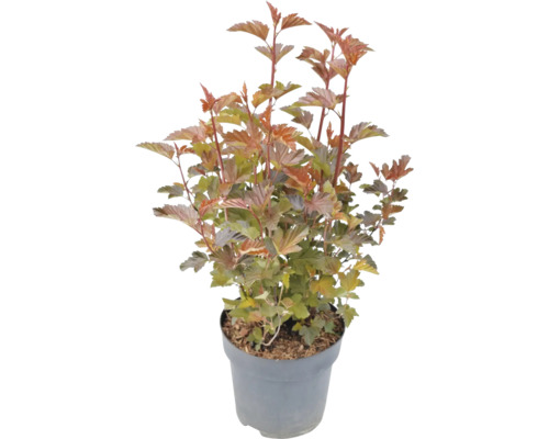 Tavola v květináči.