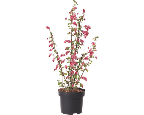 Rybíž krvavý v květinači s červenými květy a zelenými listy