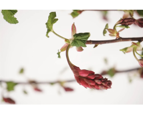 Kvetoucí okrasný keř s červenými květy a zelenými listy.