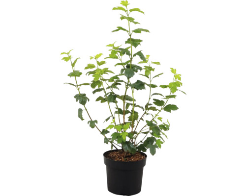 Černý rybíz v květináči