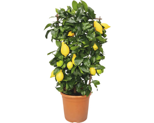 Citroník na špalíru FloraSelf Citrus 'Limon' výška cca 50 cm květináč Ø 21 cm