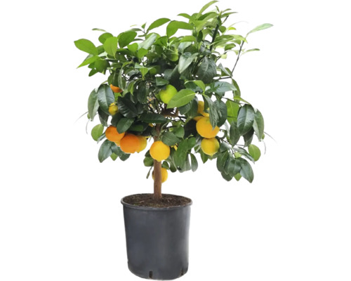 Citrus na kmínku FloraSelf Citrus Lima Rossa výška cca 50 cm květináč Ø 21 cm