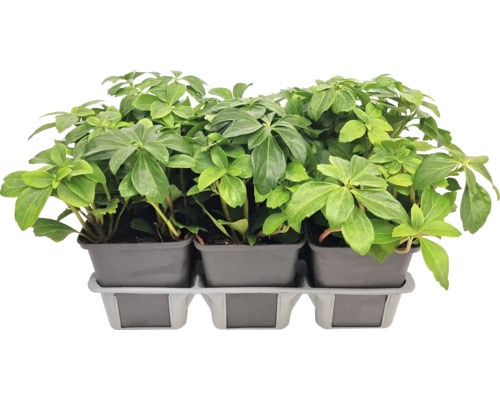 Tři rostliny Pieris japonská v květináčích