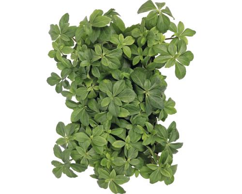 Pachysandra terminalis půdopokryvná rostlina se zelenými listy