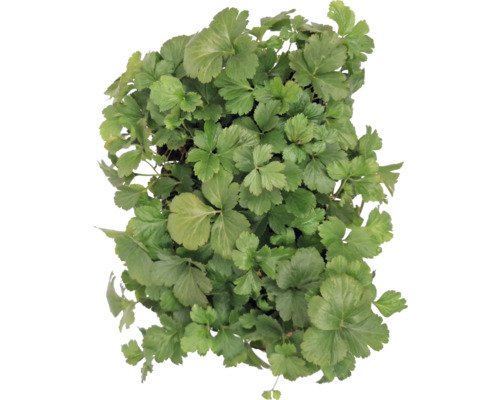 Detailní záběr rostliny japonské petrželky se zelenými listy.