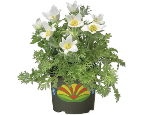 Květináč s koniklecem s bílými květy a zelenými listy