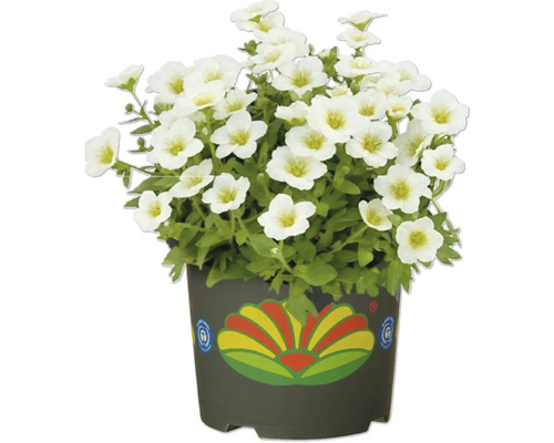 Šater latnatý v květináči s bílými květy