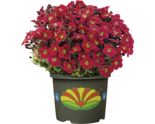 Kvetoucí lomikámen v květináči