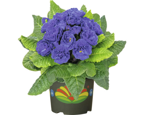 Hrnková primule s fialovými květy a zelenými listy v květináči