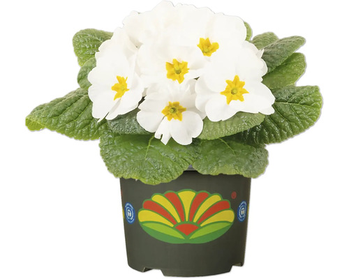 Bílá petrklíč v květináči s ozdobným vzorem