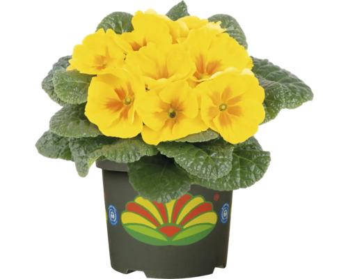 Žlutá petrklíč v květináči