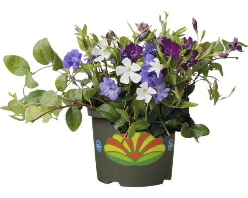 Barvínek v květináči s modrými, bílými a fialovými květy