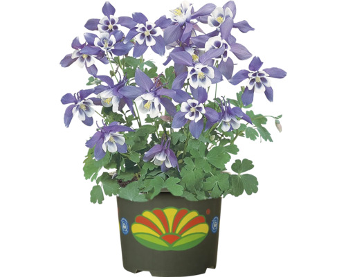 Orlíček v květináči