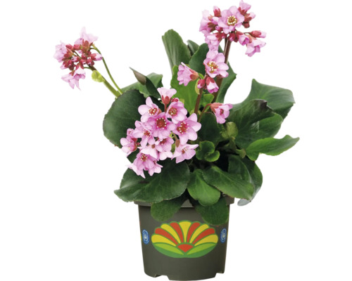 Kvetoucí nádhera v květináči: Bergénie s růžovými květy a zelenými listy jako pokojová rostlina