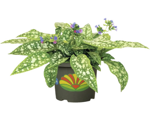 Kvetoucí rostlina v květináči se skvrnitými listy a malými květy