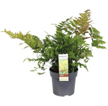 Kapraď samec v květináči