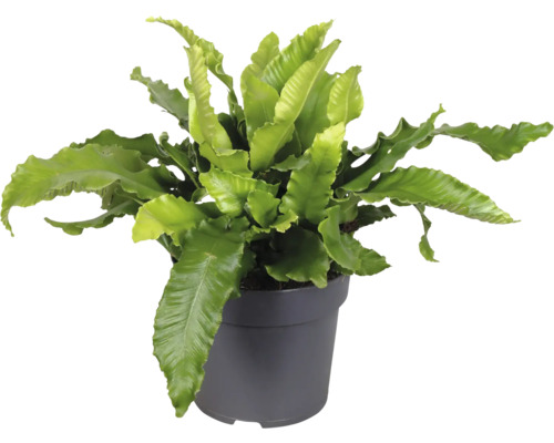 Kapradina ptačí hnízdo v květináči