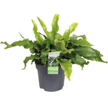 Ptačí hnízdo kapradina v květináči