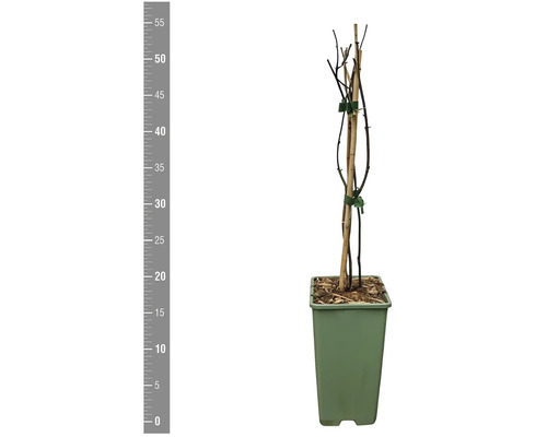 Rostlinný stonek s opěrným kůlem v květináči