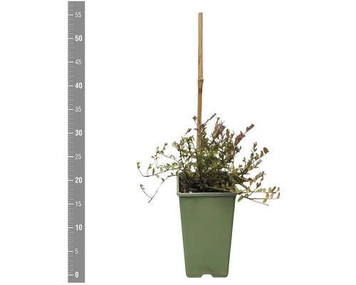 Skalník v květináči s bambusovou tyčí.