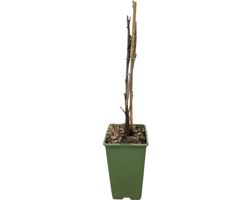 Mladý stromek s podpěrným kůlem v květináči