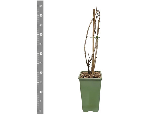 Rostlina v květináči s dřevěnou podpěrou a měřítkem