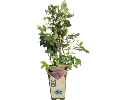 Rostlina borůvky v květináči