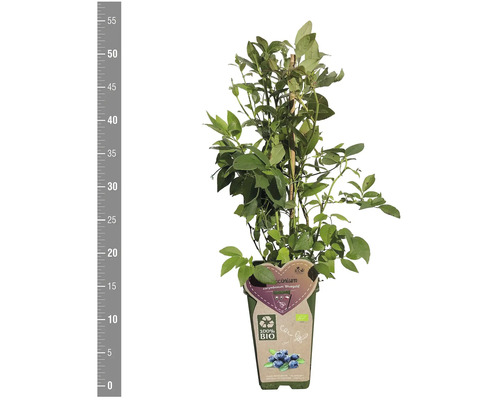 Borůvkový keř odrůdy ''Bluegold'' v květináči