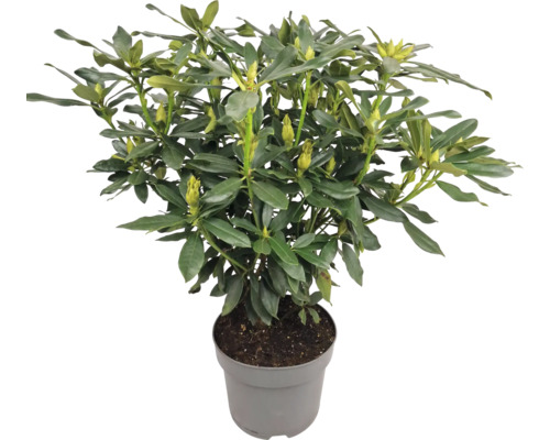 Rododendron v květináči