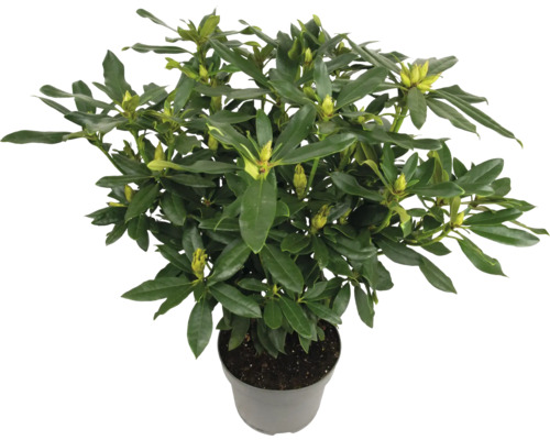 Rododendron v květináči se zelenými listy a poupaty