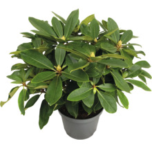 Rhododendron v květináči