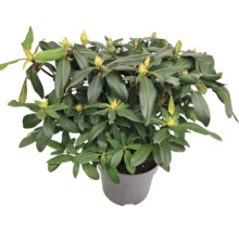 Rododendron v květináči se zelenými listy a poupaty květů