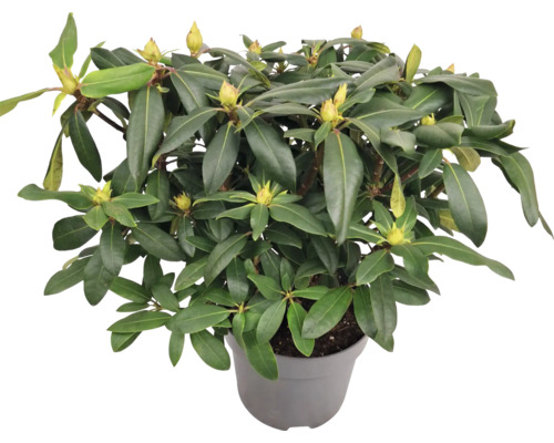 Rododendron v květináči se zelenými listy a poupaty květů