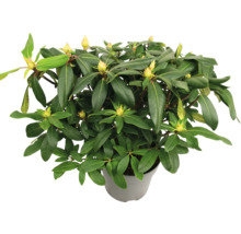 Rhododendron v květináči se zelenými listy a poupaty
