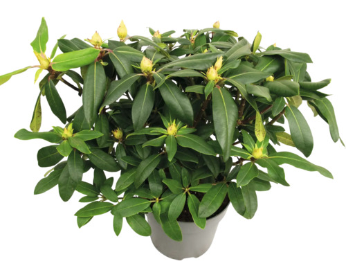 Rhododendron v květináči se zelenými listy a poupaty