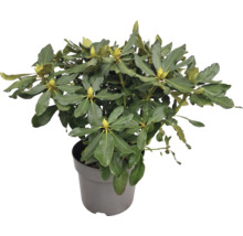 Rododendron v květináči se zelenými listy a poupaty