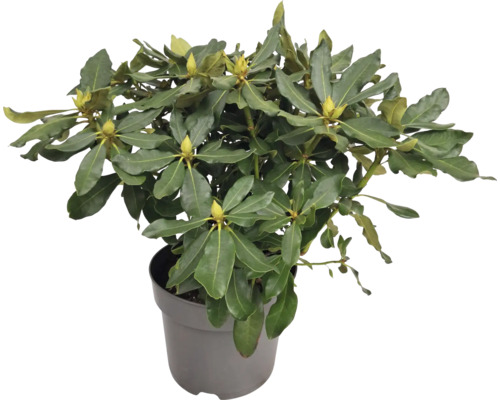 Rododendron v květináči se zelenými listy a poupaty