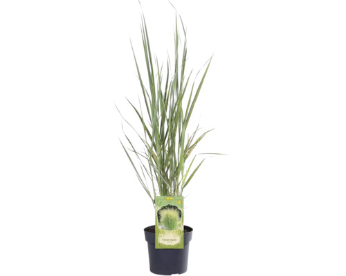 Proso prutnaté FloraSelf Panicum virgatum 'Northwind' 20-80 cm květináč 3 l Okrasná tráva v květináči